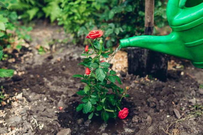 Arrosage roses transplantées