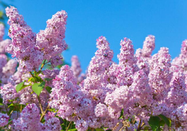 20 meilleures variétés de lilas