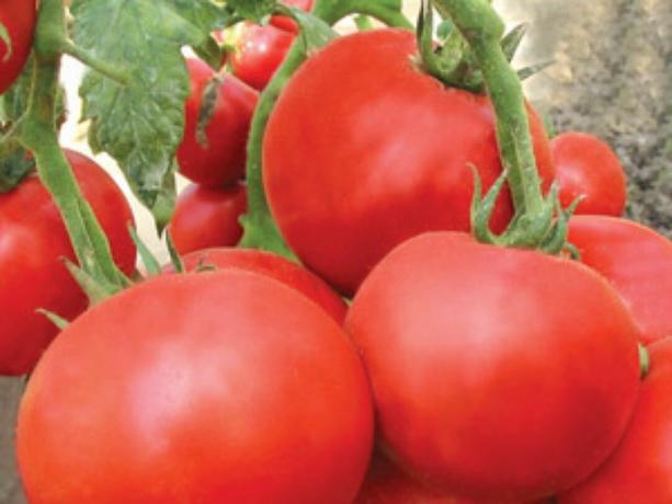 La plupart des variétés précoces de tomates: types et descriptions