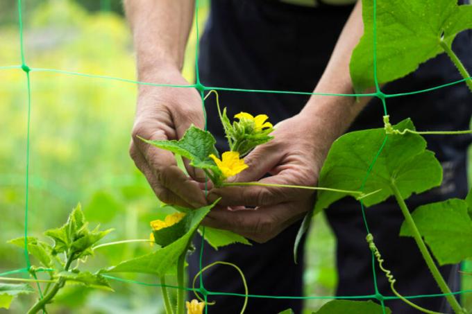 Comment et pourquoi pincer les concombres?