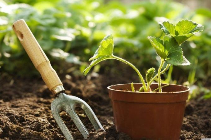 Pourquoi les jardiniers expérimentés ont mis un match aux pots avec des herbes