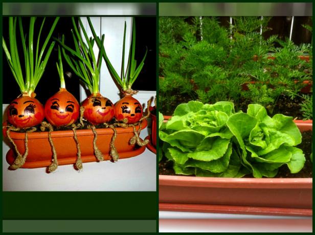 Comment faire pousser un jardin « vert » sur le rebord de la fenêtre, de sorte que vous pouvez régaler sur les herbes de vitamine sans quitter la maison