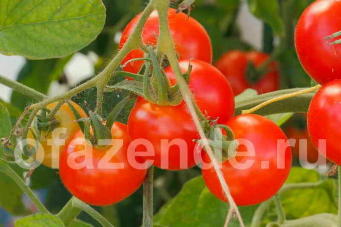 Les tomates sur une branche. Illustration pour un article est utilisé pour une licence standard © ofazende.ru