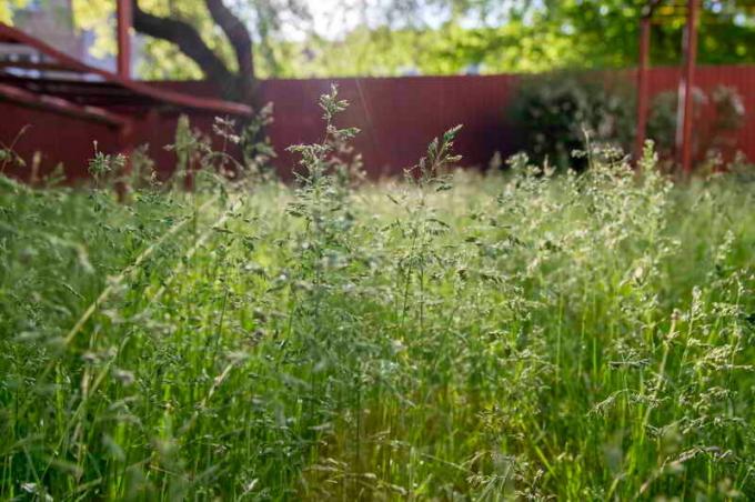 Que choisir l'herbe pour la plantation d'une pelouse: un examen des notes de première classe, des photos
