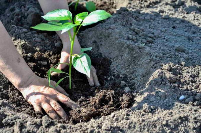 La plantation des plants de poivre. Illustration pour un article est utilisé pour une licence standard © ofazende.ru
