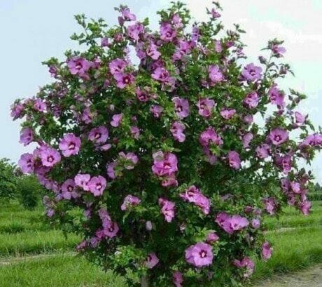 Hibiscus syrienne (Rose syrienne)