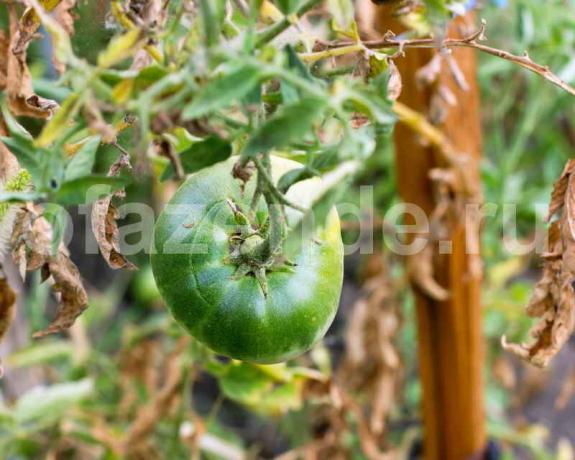 La culture des tomates. Illustration pour un article est utilisé pour une licence standard © ofazende.ru