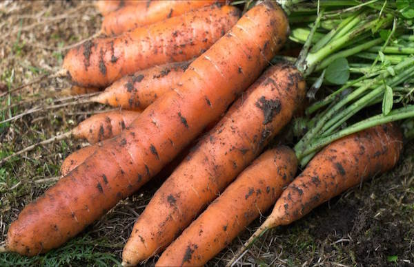 5 carottes semées avant insectes d'hiver: comment ne pas perdre la récolte