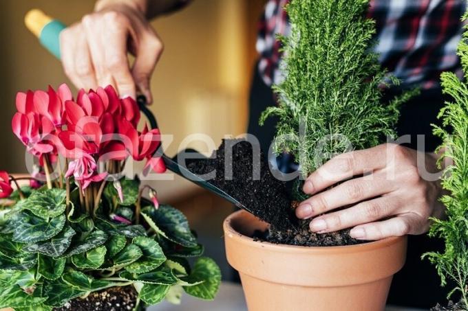 Prendre soin des plantes. Illustration pour un article est utilisé pour une licence standard © ofazende.ru
