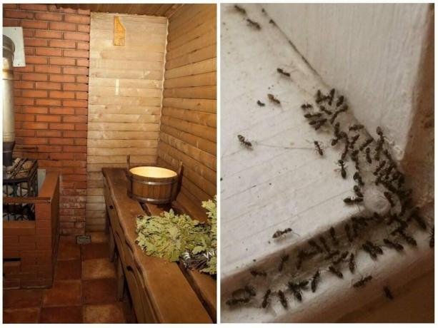 Comment afficher les fourmis du bain et pour éviter qu'ils ne se reproduisent: Proven Ways