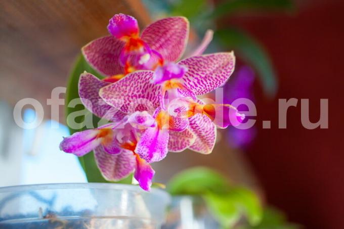 La culture des orchidées. Illustration pour un article est utilisé pour une licence standard © ofazende.ru