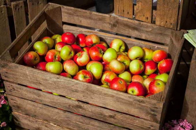 Stockage des pommes dans des boîtes. Illustration pour un article est utilisé pour une licence standard © ofazende.ru