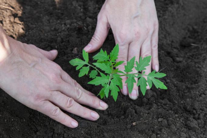 La plantation de tomates plants dans le sol. Illustration pour un article est utilisé pour une licence standard © ofazende.ru
