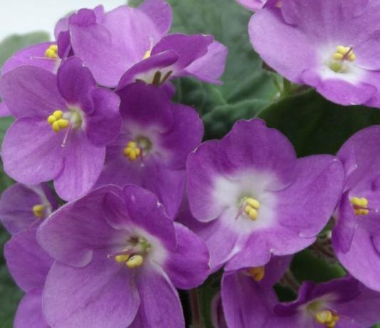 fleurs de violettes Nodding - connaissances et des soins appropriés