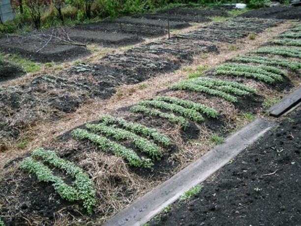 Engrais vert est tout aussi important de préparer le sol