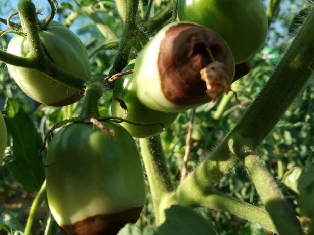 Pourriture apicale dans votre tomate? Pas de panique! Que faire: les conseils d'un jardinier expérimenté