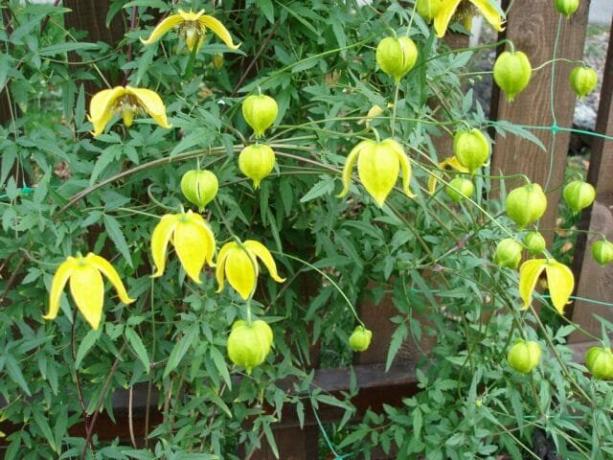  En été, le jardin est décoré avec une masse clématite de fleurs en forme de cloche jaune; fleurs d'automne apparaissent sur le site Bolls assez de poils soyeux. Accrochés pour soutenir les pétioles des feuilles, clématite clôtures rapidement buzz, murs, pergolas. Clematis Tangut