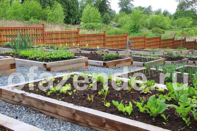 Jardin conteneur avec ses propres mains: Conseils jardiniers