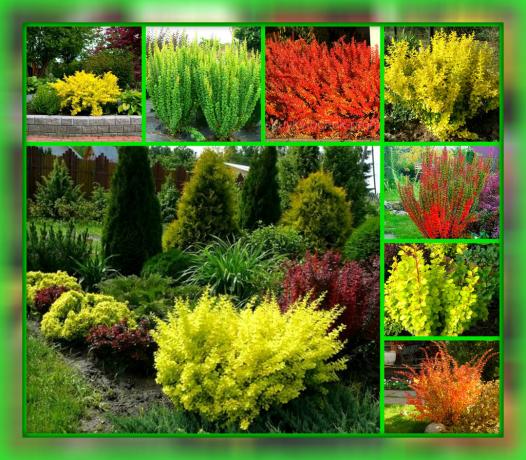 En plantant cette plante, vous, sans problèmes et les problèmes vont rendre votre site le plus coloré, confortable et spectaculaire
