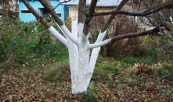 Une procédure qui aide les arbres fruitiers plus facile de survivre à l'hiver