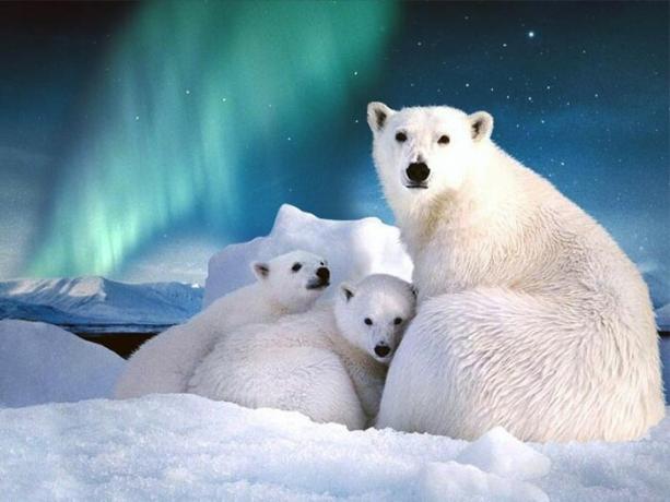 Le Svalbard est plus d'un millier d'espèces d'ours polaires.