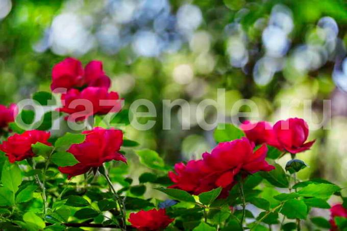 roses en fleurs Bush. Illustration pour un article est utilisé pour une licence standard © ofazende.ru