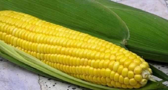Le maïs, comme nous sommes habitués à le voir.
