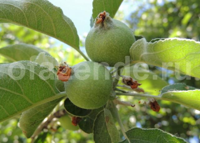 pommes ovariennes sur une branche. Illustration pour un article est utilisé pour une licence standard © ofazende.ru