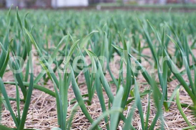 Nous utilisons les feuilles tombées au profit de l'ail