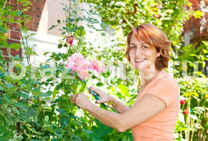 Quand de plus en plus roses erreur