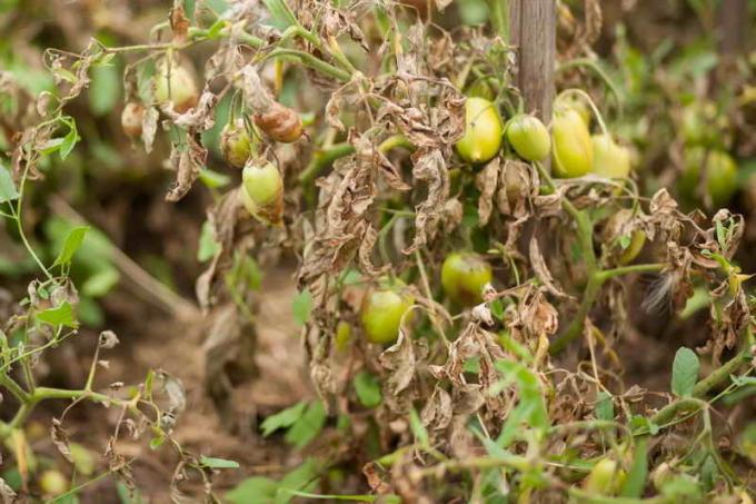 Ftoftora sur les tomates. Illustration pour un article est utilisé pour une licence standard © ofazende.ru