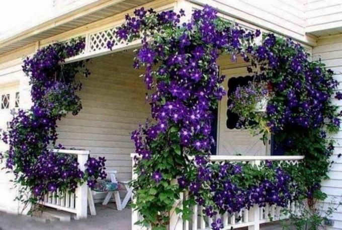 Pyramide de plantes Blooming sur votre balcon: jardiniers Conseils