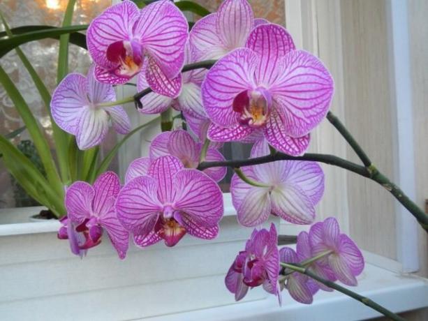 Que faire avec orchidée pédicule après la floraison à venir plus vite prochaine