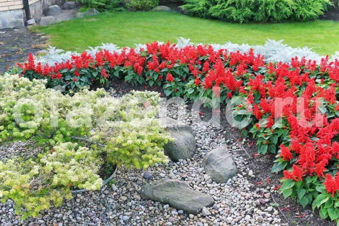 Parterre de fleurs parmi les rochers: Conseils jardiniers